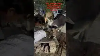 #chara #cow #socialworker #animals #virelvideo #cowlover #love