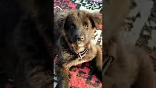 cute dog🐶 #dog #doglove #cover #music