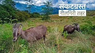 दक्षिण भारत के नीलगिरि तहर | Tamil Nadu: The Nilgiri Tahr Story | @RoundglassSustain