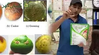Jaffer agro Champion Spray for citrus plants and fruits | bactericide and fungicide | plant diseases