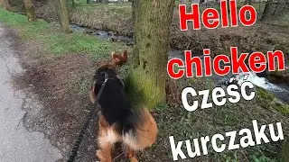 Afternoon walk with German Shepherd/Popołudniowy spacer z Owczarkiem Niemieckim