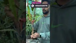 RARE Macadamia Tetraphylla Plants | Premium Quality, Big Profits | All Varieties & Sizes Available!