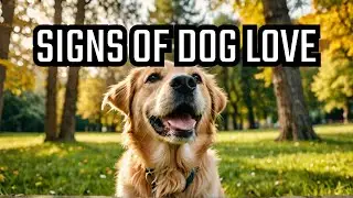 7 Signs Your Dog Has Imprinted on You