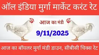 9/11/2025 aaj ka boiler Murga Mandi/ aaj ka boiler Murga Mandi thok rate bhav