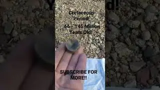 Fossilized Shark Vertebrae