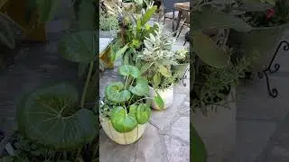 so many potted plants!  zone 10b #garden #zone10garden