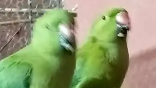 Kamini official vlogs 🦜 is live