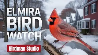Southern Tier New York Live Bird Cam - Live Bird Cam - Live Nature cam