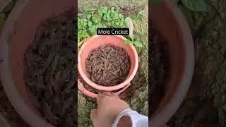 Trapping mole cricket