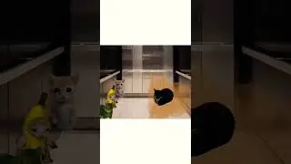 Banana Cat happy happy happy elevator meme #bananacat #happyhappyhappy #funnycats #cat #funny #short