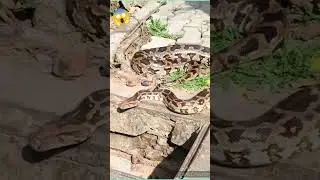 #python #viral #video #snakes #viralvideo #shorts #short #shortvideo