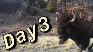 Camping in bear country - Bighorn & Shoshone National Forests