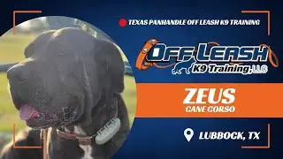 Off Leash K9 Training Lubbock: Zeus, the 2-year-old Cane Corso