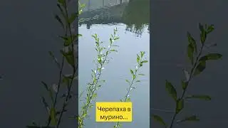 Черепаха в Мурино......