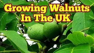 Growing Walnuts In The UK/ How It Looks Like In Early August/ Organic Fruit Orchard