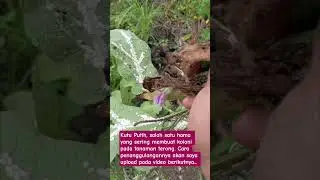 Kutu Putih pada terong #terongungu #pucukhijaufarm #berkebun