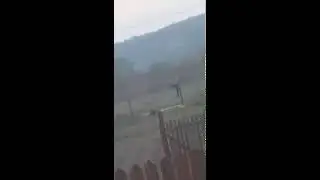 Bețiv sare gardul