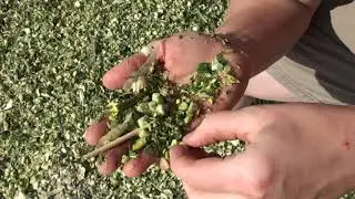 Mais Silage Kontrolle, Silagequalit&auml;t, H&auml;ckslerarbeit, Wassertest