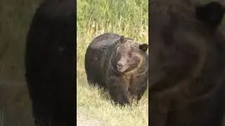 kangal dog vs brown bear #shorts