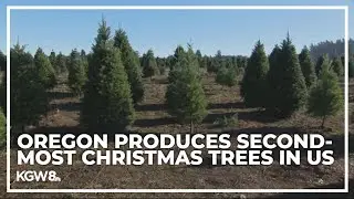 Oregon Christmas tree farms expect good harvest