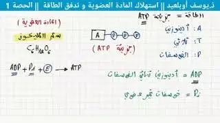 درس إستهلاك المادة العضوية وتدفق الطاقة الحصة 1