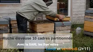 3.8 Fonctionnement d'une éleveuse 10cadres partitionnée avec SARL les bee'rettes