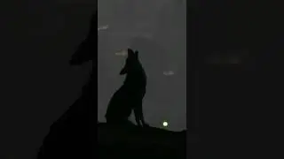 Coyote Howl Silhouette in Predawn Light | Coyote Howling Sounds