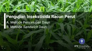 Pengujian Insektisida Racun Perut (Metode Celup dan Sandwich Daun)