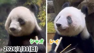 【可愛いもぐもぐ🌿シャオシャオ＆レイレイ🐼🐼】〜2026/1/11(日)上野動物園〜　