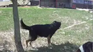 Viesko