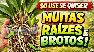UM POUCO DISSO E VC TERÁ UMA EXPLOSÃO DE RAÍZES E BROTOS!!!