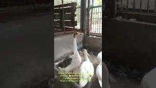 Goose Adult female available. Contact: 🦢Sreekantan'S Farm Chettikulangara, Alappuzha Call 9995140145