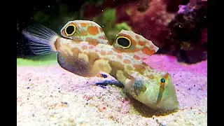 カニハゼ、クラブドアイゴビー　Twinspot goby　Signigobius biocellatus