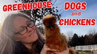 What's Going on at the Farmstead | Greenhouse, Dogs, Projects, and Chickens