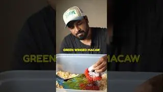 65-Day-Old Macaw Chick READY for Training only  @Shaikh.tanveer | #GreenWingedMacaw #ShaikhTanveer