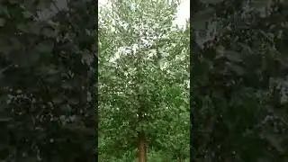 poplar tree 109 warti