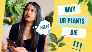 Houseplant Care for Beginners (How to Keep Plants Alive)