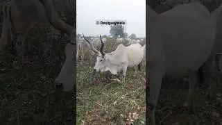 Top nayri cow of sirohi rajasthan #desicow #maldhari #top