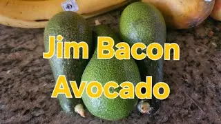 Jim Bacon 🥑Avocado🥑 Taste Test