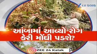 કેસર કેરી પર કુદરતનો પ્રહાર! Amreliમાં બદલાતા હવામાનના કારણે ફ્લાવરિંગને ભારે નુકસાન