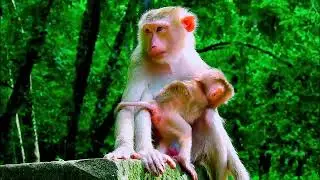 monkey funny video, bibi is very hospitable, cute baby monkey, monkey funny video