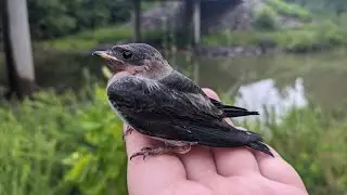 Rescuing a Baby Cliff Swallow