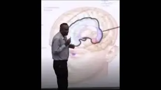 How humans store data in the brain (in Sinhala)