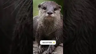 Animals With Weird Sleeping Habits😅
