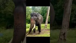 Legendary Arjuna our pride elephant