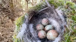 Bird Nesting Walk | Updates and New Finds!! No.5 2025