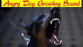 Angry Dog barking sound effect | Doberman growling | Aggressive dog sounds