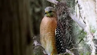 Circle B Bar Reserve - Florida - November 2025