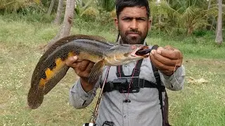 very nice spot target of big snake head #fishing #fish very big target missing