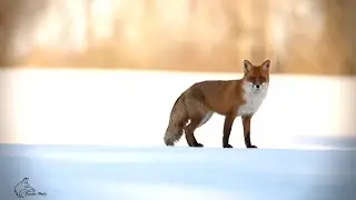 Fox Barking